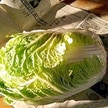 白菜の保存方法